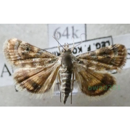 Aporodes floralis (Hübner, 1809) Slovakia64k